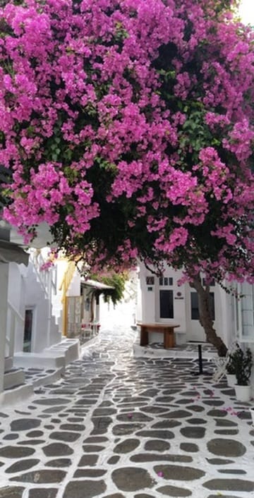 Bougainvillea over a whitewashed lane in Chora, Mykonos.